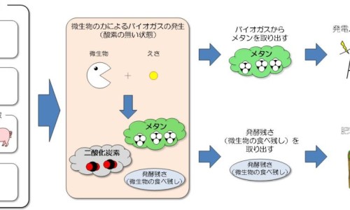 克痢肽猫最忌三种东西-猫咪克痢肽和安痢肽的功效与作用网克痢肽小猫一次吃多少知识网站,分享猫用克痢肽副作用大全